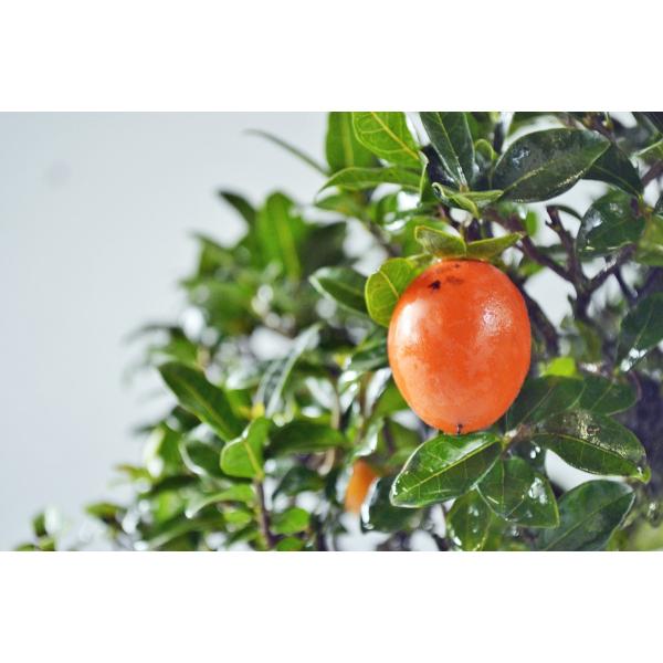 店長お宝 極上 常盤柿 盆栽 中品 トキワガキ ときわ柿 最高級 ロウヤ柿