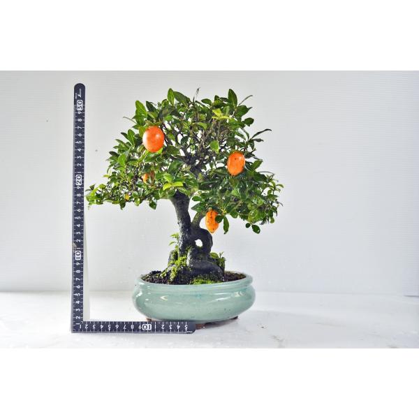 老爺柿　常盤柿 店長お宝 極上 常盤柿 盆栽 中品 トキワガキ ときわ柿 最高級 ロウヤ柿