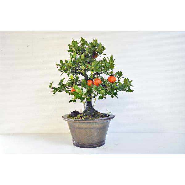 盆栽 ローヤ柿（トキワ柿）２個実つき 盆栽 ローヤ柿（トキワ柿）2個実つき ◇粘土のお花◇ 柿盆栽【