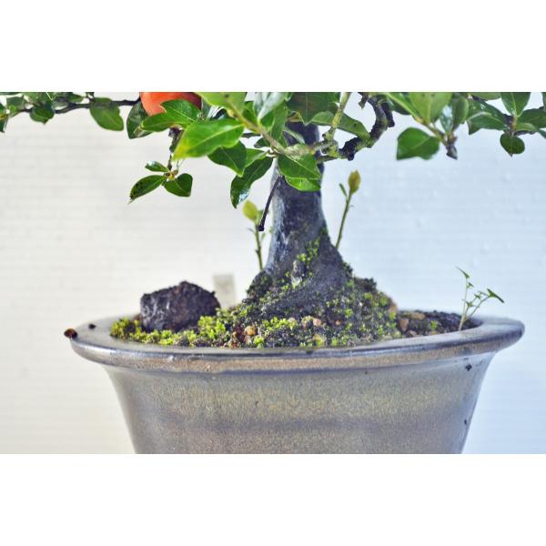 極上 常盤柿 盆栽 中品 トキワガキ ときわ柿 ロウヤ柿 ローヤ柿