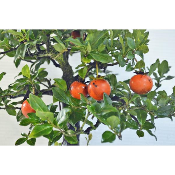 盆栽 ローヤ柿（トキワ柿）２個実つき 盆栽 ローヤ柿（トキワ柿）2個実つき ◇粘土のお花◇ 柿盆栽【