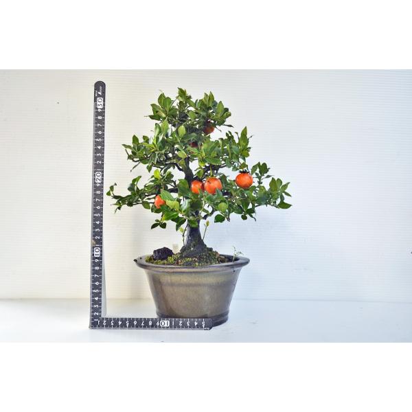 中品盆栽、常盤柿、斜幹作り、実付き(赤実) やや傷や汚れあり 中品盆栽、常盤柿、模様木、実付き(赤実) やや傷や汚れあり