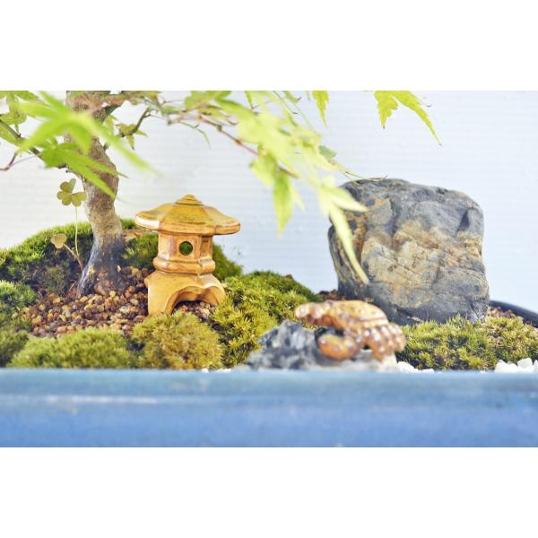もみじ 庭園風 もみじ盆栽 灯篭添配付 モミジ 紅葉 極太 曲幹 石のせ 中