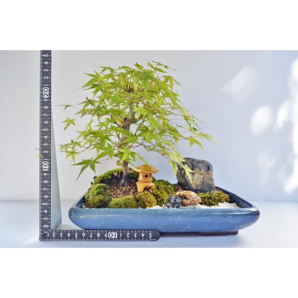 もみじの盆栽と石灯籠 momiji-no-mori_161016-801150_3