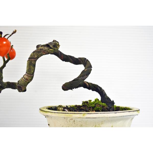 超人気 極上 ロウヤ柿 盆栽 懸崖 都紅 みやこべに ミヤコベニ