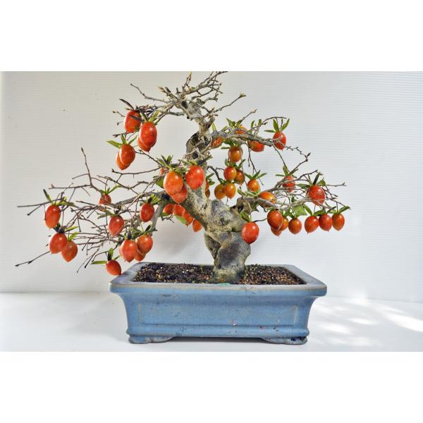 店長お宝 究極 極上 ロウヤ柿 盆栽 中品 極太 展覧会出品済 極上