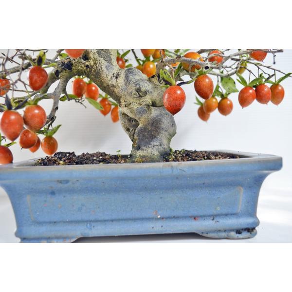 盆栽/ ローヤ柿 Amazon.co.jp: 柿 ろうや柿 (ロウヤ柿 老爺柿) 盆栽 奥行17cm