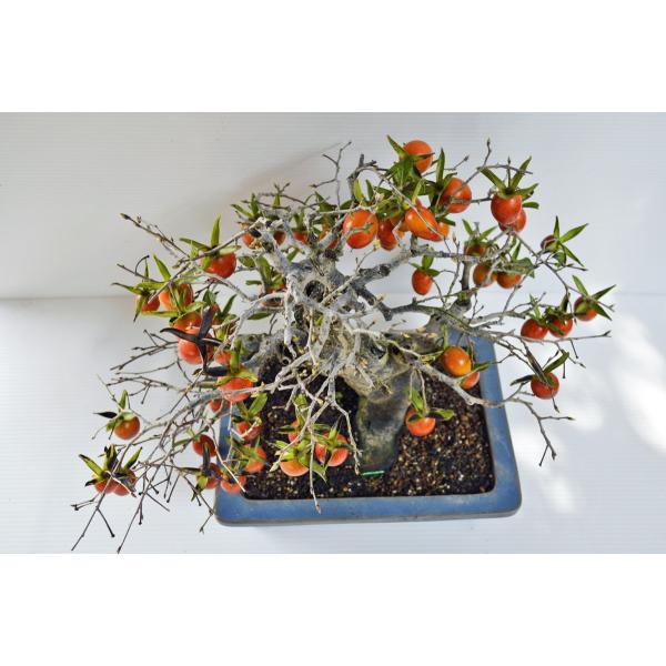 ローヤ柿盆栽 送料無料】 ローヤ柿（老爺柿）黒鳳 盆栽 希少！ 【現品】