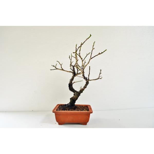 甲州野梅 盆栽 コウシュウヤバイ こうしゅうやばい 梅 うめ ウメ 人気