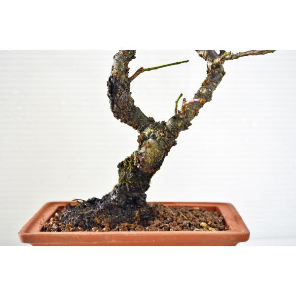 三河盆栽　甲州野梅　コウシュウヤバイ　梅　ウメ　盆栽 三河盆栽 甲州野梅 コウシュウヤバイ 梅 ウメ 盆栽