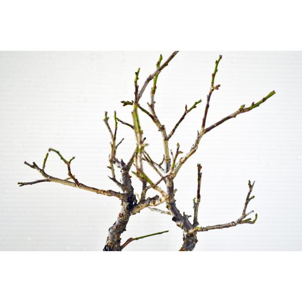 三河盆栽　甲州野梅　コウシュウヤバイ　梅　ウメ　盆栽 楽天市場】盆栽 「甲州野梅」 野梅 ヤバイ やばい 雑木盆栽 花物盆栽