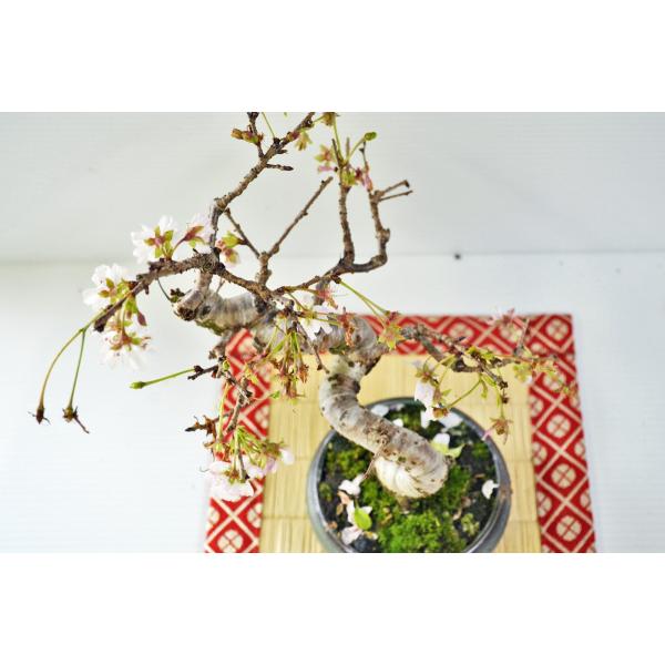 十月桜 盆栽 ジュウガツザクラ 桜 さくら 現品 超人気 /【Buyee 十月桜 盆栽 ジュウガツザクラ 桜 さくら 現品 超人気 /【Buyee