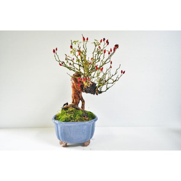 極上 野バラ 盆栽 吉田バラ 珍品 小葉 極太 中品 野茨 ノイバラ のばら