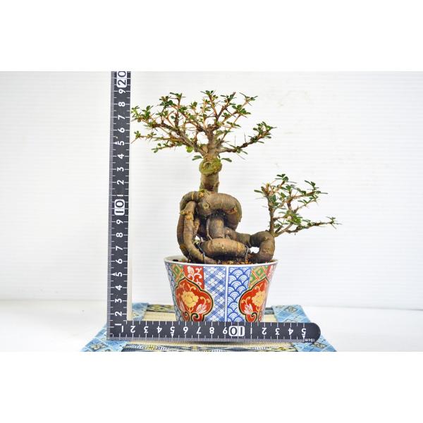 雀子　正方　盆栽鉢 プラ鉢 7.5号 小判型浅鉢 紺 幅22cm×奥行16cm×高さ3.8cm の販売
