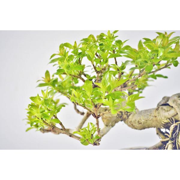 ピラカンサ　[根上がり半懸崖]　小品盆栽 ピラカンサ 【 24 B ― 17 】 - 小品盆栽専門店 湘風園オンライン