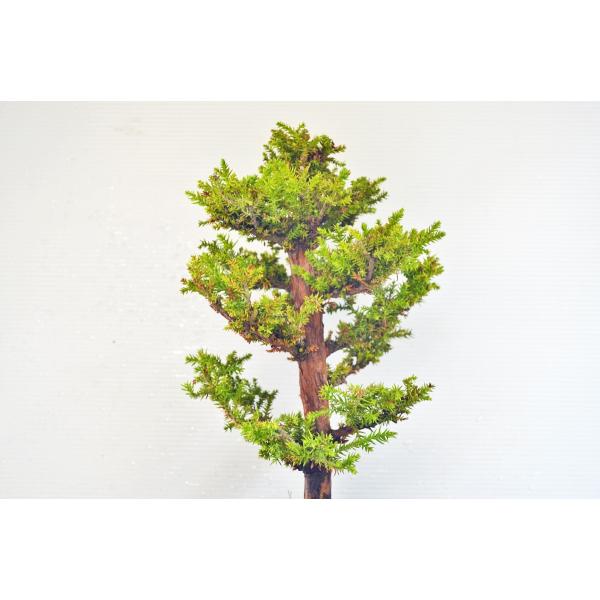 極上 杉 盆栽 直幹 スギ すぎ 中品盆栽 松柏 【現品】 /【Buyee