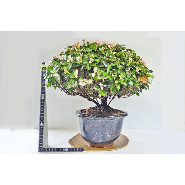 再展示 店長お宝 極上 ハツユキカズラ盆栽 中品 初雪蔓 はつゆき