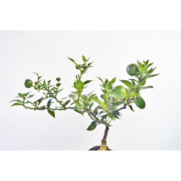 マートル柑 盆栽 実付（8月） 素材 マートルカン 柑橘系 小品盆栽 実物