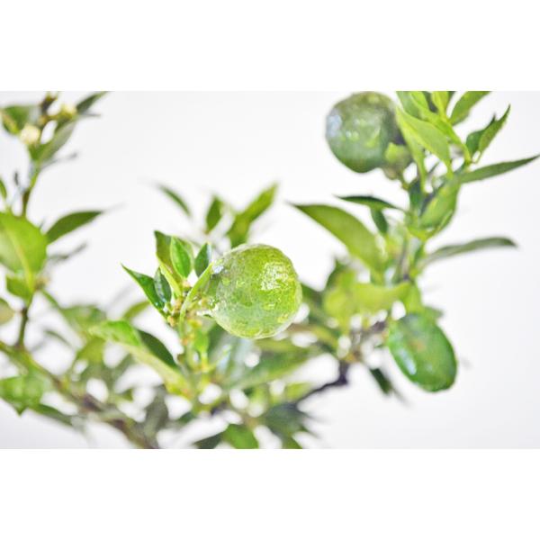 マートル盆栽 イタリア原産のマートルの盆栽樹 | Daichiのブログ 盆栽