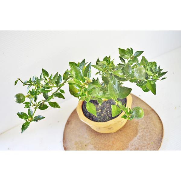 マートル柑 盆栽 実付（8月） 素材 マートルカン 柑橘系 小品盆栽 実物