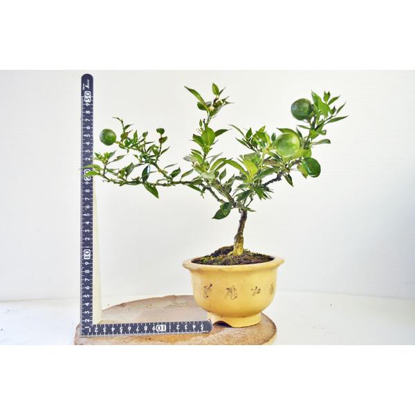 希少盆栽マートル柑＞小品盆栽用素材“根上がり仕立て＞古木H6cm 柑橘