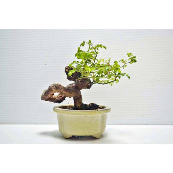 ☆写真更新 極上 野バラ 盆栽 小品 極太 野茨 ノイバラ のばら 薔薇 花