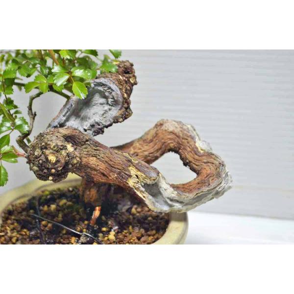 ☆写真更新 極上 野バラ 盆栽 小品 極太 野茨 ノイバラ のばら