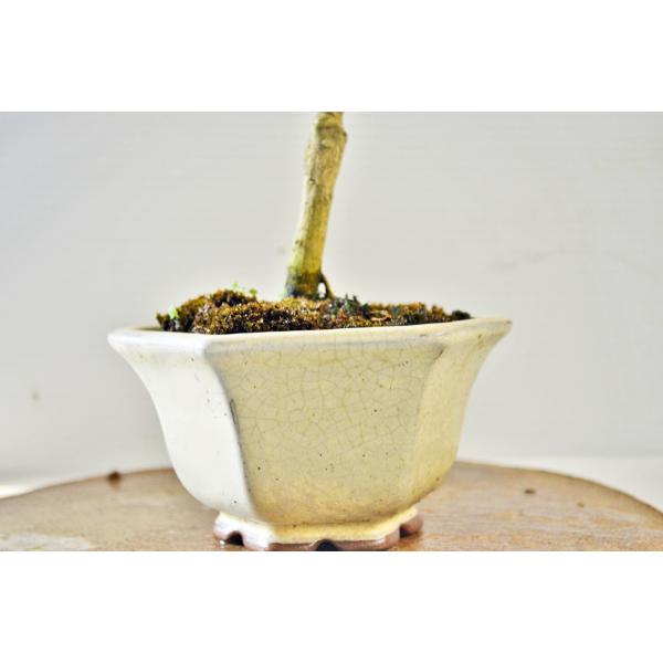 お買得 マートル柑 盆栽 実付（8月） 素材 マートルカン 柑橘系 小品