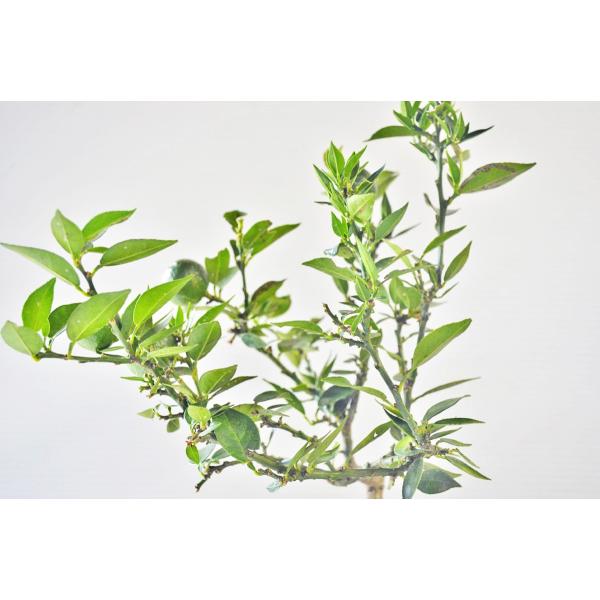 マートル盆栽 マートル柑の実盆栽づくり」｜そだレポ（栽培レポート）bymeika