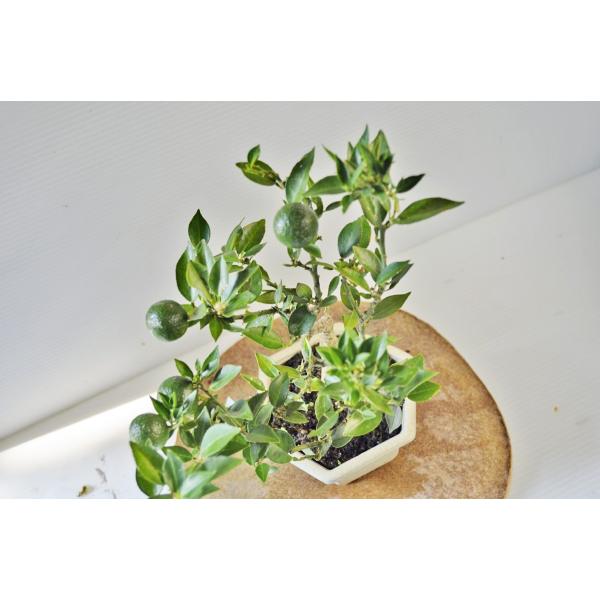 マートル盆栽 楽天市場】ミニ盆栽 銀梅花 ぎんばいか ギンバイカ ミニミニ盆栽