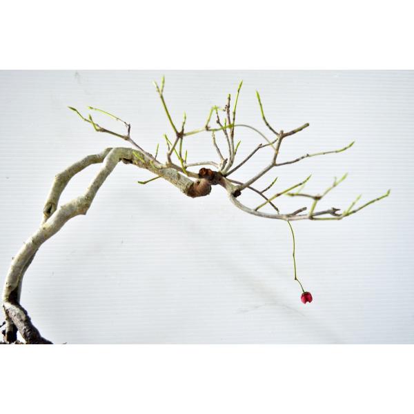 上級 吊り花マユミ 盆栽 実付（10月） つりばなまゆみ ツリバナマユミ