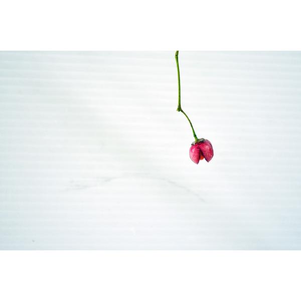 上級 吊り花マユミ 盆栽 実付（10月） つりばなまゆみ ツリバナマユミ