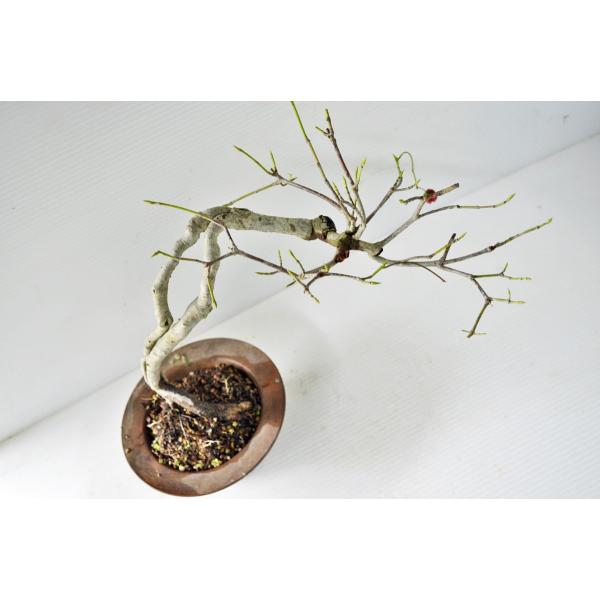 上級 吊り花マユミ 盆栽 実付（10月） つりばなまゆみ ツリバナマユミ