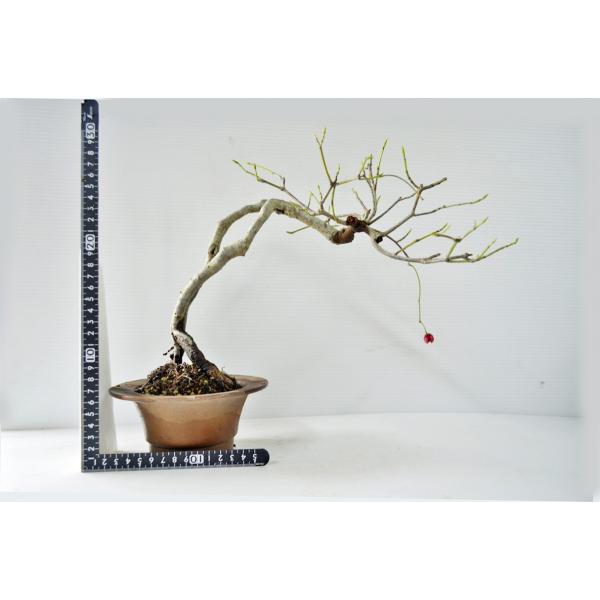 上級 吊り花マユミ 盆栽 実付（10月） つりばなまゆみ ツリバナマユミ