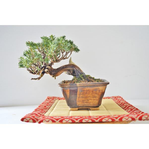 杜松 [吹き流し風半懸崖] 大品盆栽 杜松 [吹き流し風半懸崖] 大