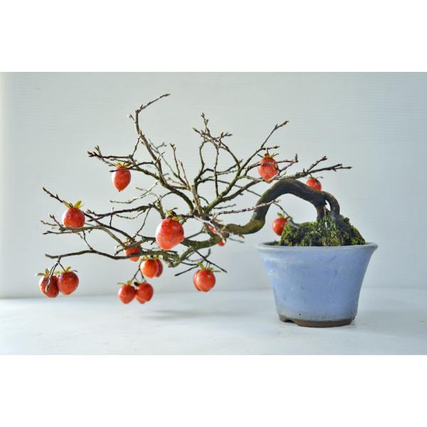 小品盆栽ローヤ柿