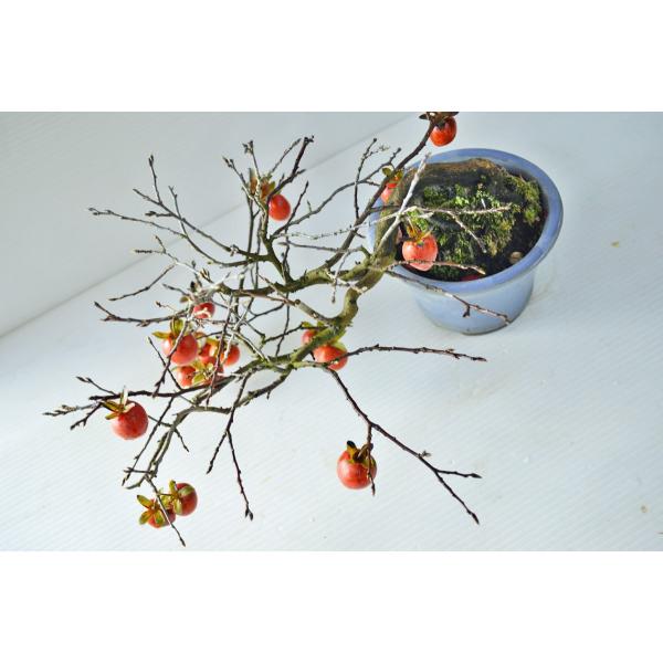 盆栽 柿の木 他石付き 柿2個実つき 近所の柿の木 次郎柿 老爺柿 : のじさんの徒然草