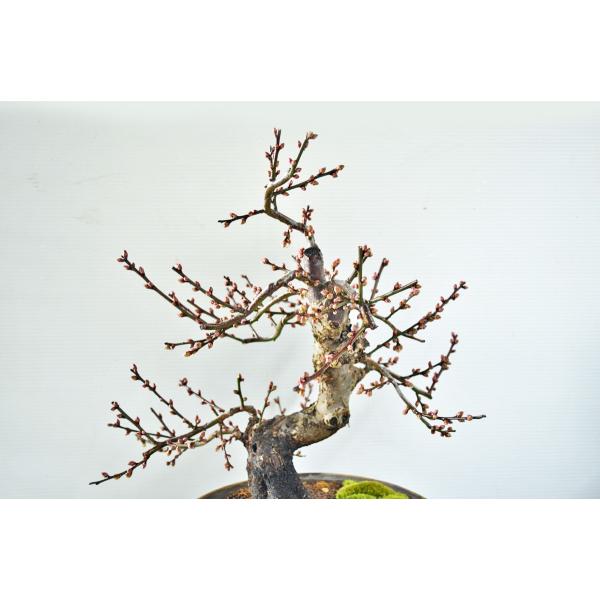 超お買得 中品 全高40cm 野梅 盆栽 紅花 一重 模様木 ヤバイ