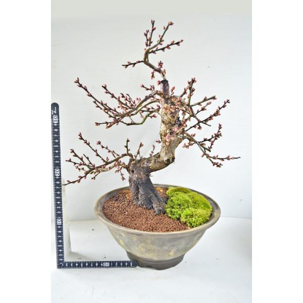 超お買得 中品 全高40cm 野梅 盆栽 紅花 一重 模様木 ヤバイ 超お買得 中品 全高40cm 野梅 盆栽 紅花 一重 模様木 ヤバイ