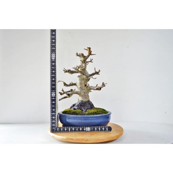 極上 深山カイドウ 盆栽 極太 曲幹 根回り最高 深山海棠 ミヤマ