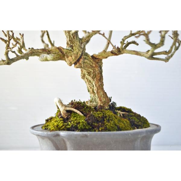 高級 ザクロ 盆栽 ねじ幹 斜幹 段造り 柘榴 ねじかん ざくろ 実物 現品