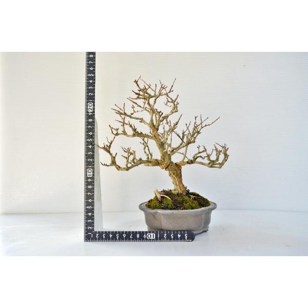 高級 ザクロ 盆栽 ねじ幹 斜幹 段造り 柘榴 ねじかん ざくろ 実物 現品