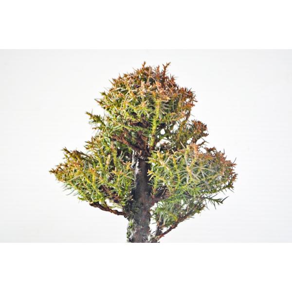 自然樹】杉盆栽‼️直幹 樹高1m 盆栽 自然樹】杉盆栽‼️直幹 樹高1m