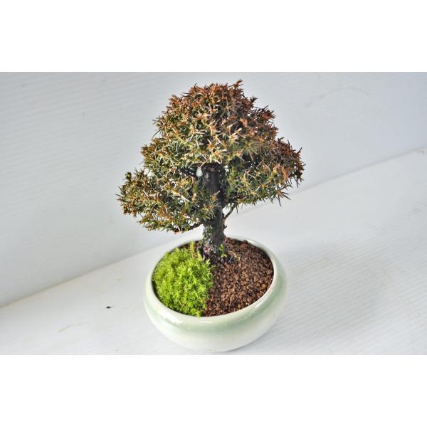 極上 小品 野杉 盆栽 極太 直幹 ノスギ のすぎ 小品盆栽 松柏 現品