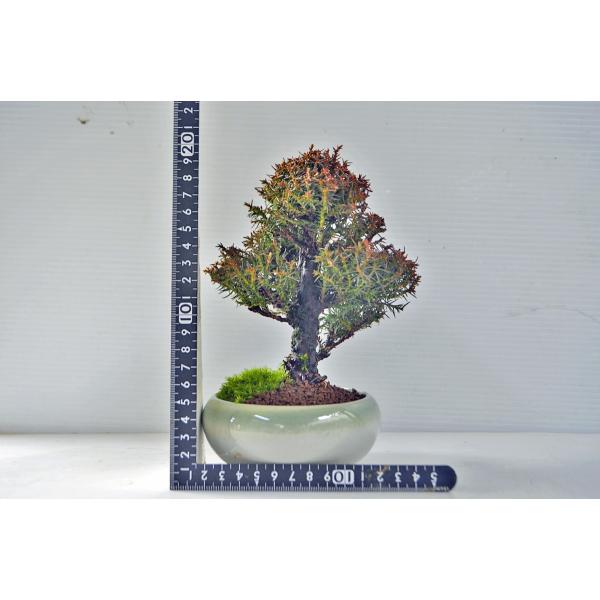 極上さっき小品盆栽 明美の月 高13cm 極上さっき小品盆栽 明美の月 高