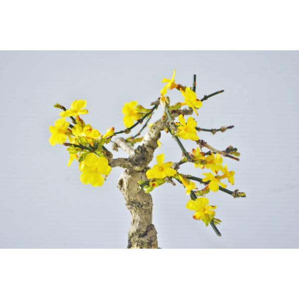 黄梅（おうばい）｜雑木盆栽 ｜ 盆栽芸術家・秋山実（BONSAI