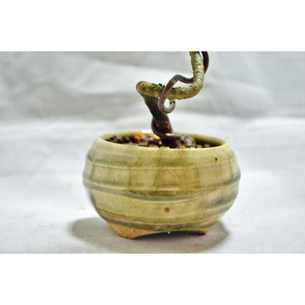 【大品　赤松盆栽】売約済　　　　⭕9/9到着指定、専用❗ 赤松(中品） - 米谷大蓉園