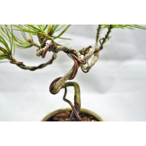 聖新陶芸 TheBONSAI 赤松 GD‐99202｜【ハンズネットストア】