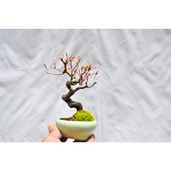 ミニ 実生 山もみじ 盆栽 ミニ模様木 モミジ 紅葉 もみじ 現品