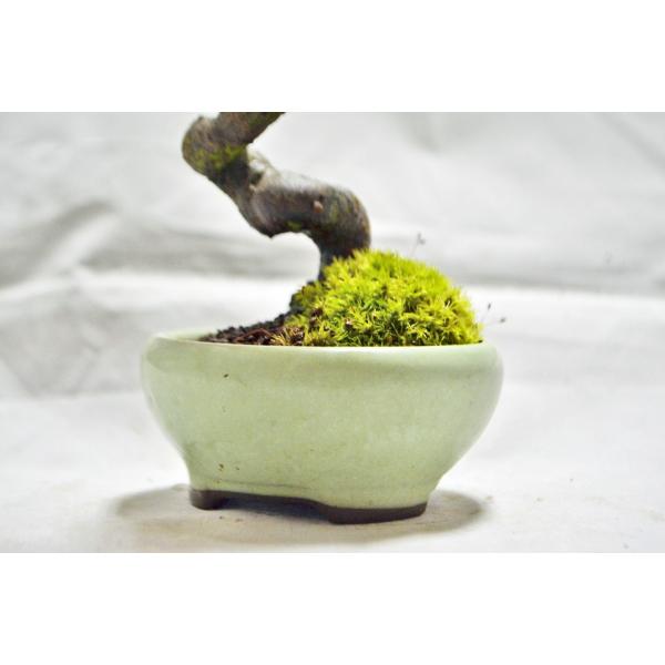 ミニ 実生 山もみじ 盆栽 ミニ模様木 モミジ 紅葉 もみじ 現品